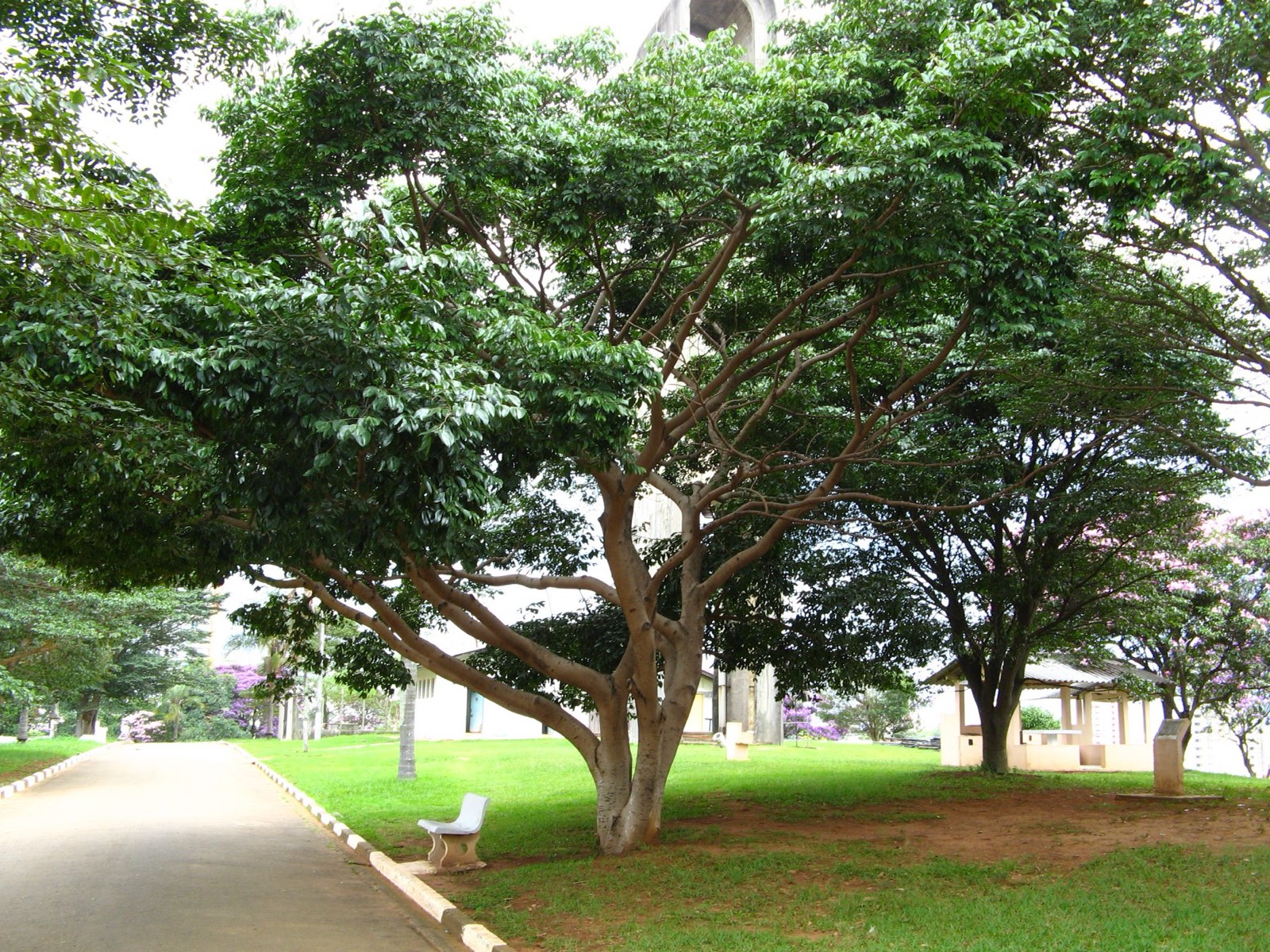 Jatobá